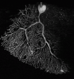 1b540c3d68696a52f1fa9668ce71804c